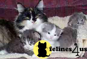 Siberian Kittens
