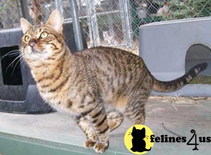 Savannah cattery for sale