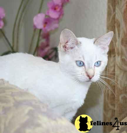 Kittens for Sale