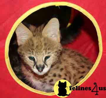 Kittens for Sale in Texas