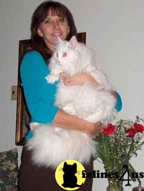 Hypoallergenic Siberian kittens from Munchranch cattery in Texas.