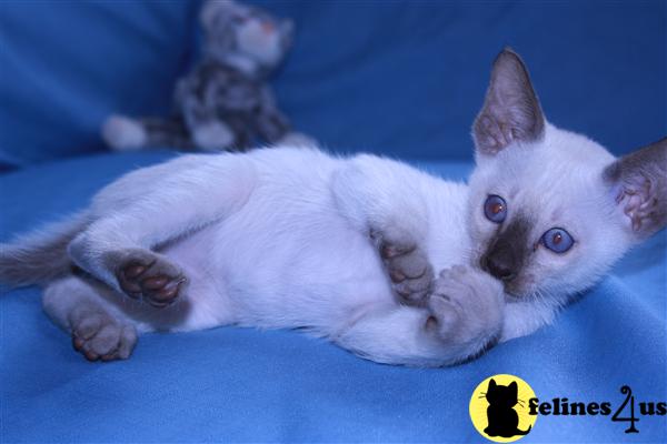 Kittens for Sale in New Jersey