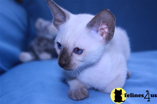 Kittens for Sale in New Jersey