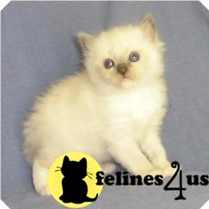 Kittens for Sale in Ohio