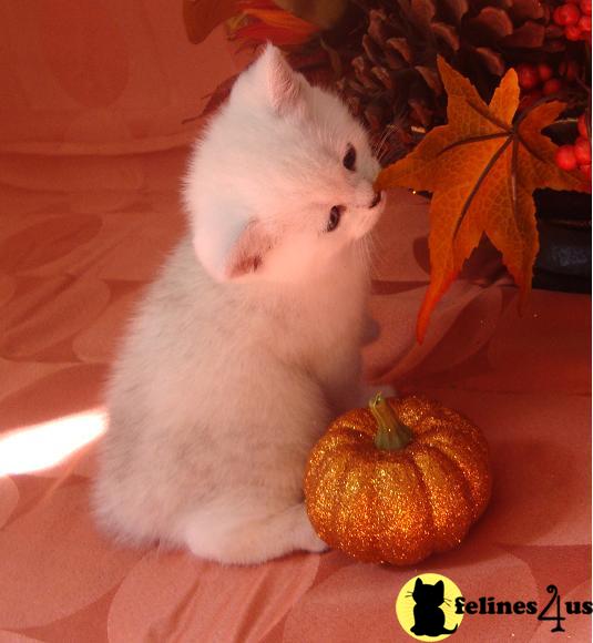 British Shorthair Kittens