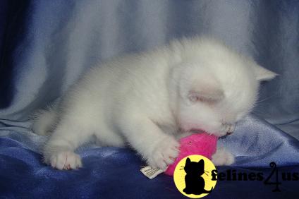 British Shorthair Kittens