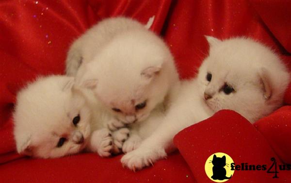 British Shorthair Kittens