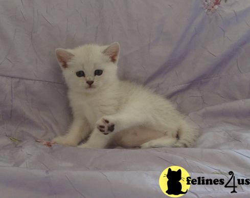 British Shorthair Kittens