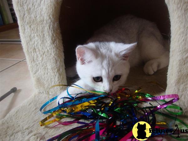 British Shorthair Kittens