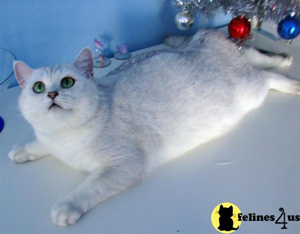 British Shorthair Kittens