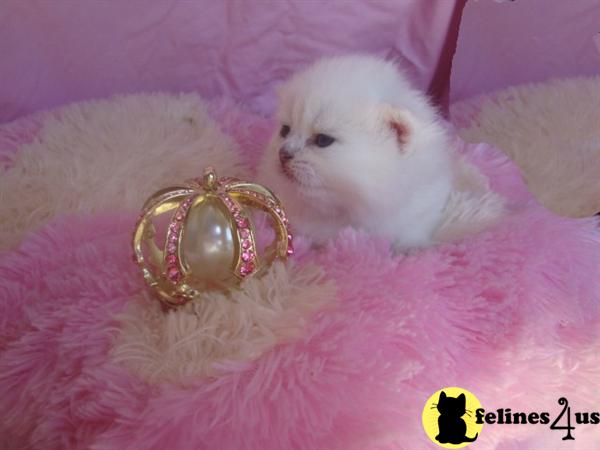 British Shorthair Kittens
