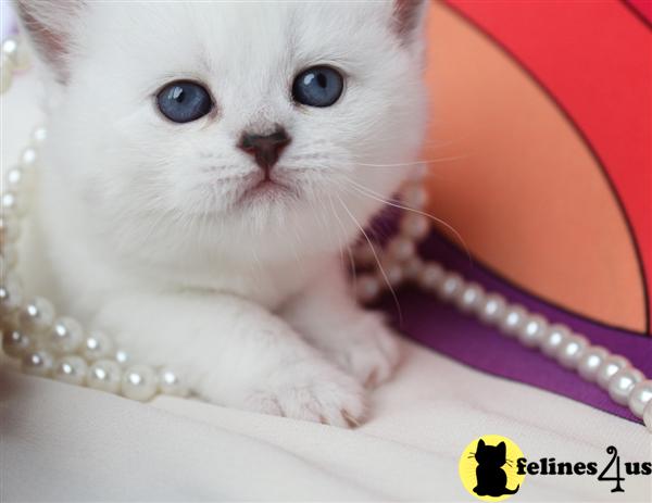 British Shorthair Kittens