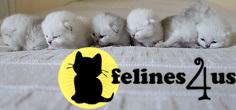 Kittens for Sale
