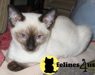 Siamese Kittens