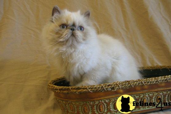 Kittens for Sale in New Jersey