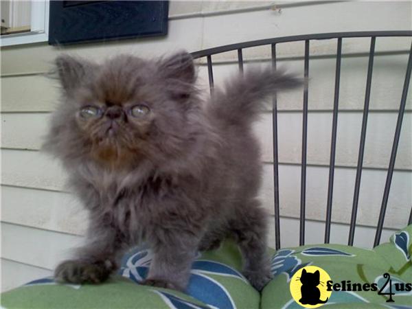 Kittens for Sale in New Jersey