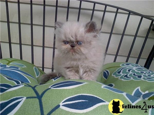 Blue Point ELH female