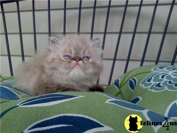 Kittens for Sale in New Jersey