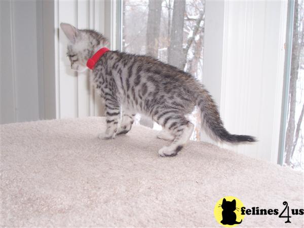 Bengal Kittens in Michigan