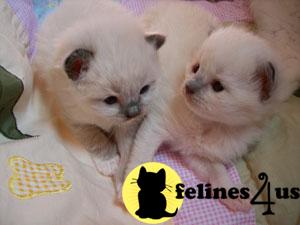 Ragdoll Kittens