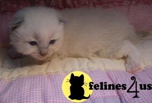 Ragdoll Kittens