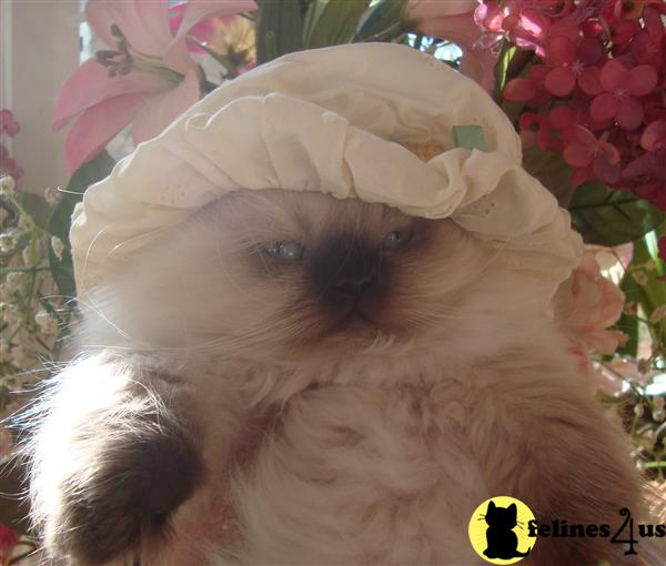Kittens for Sale in New Jersey