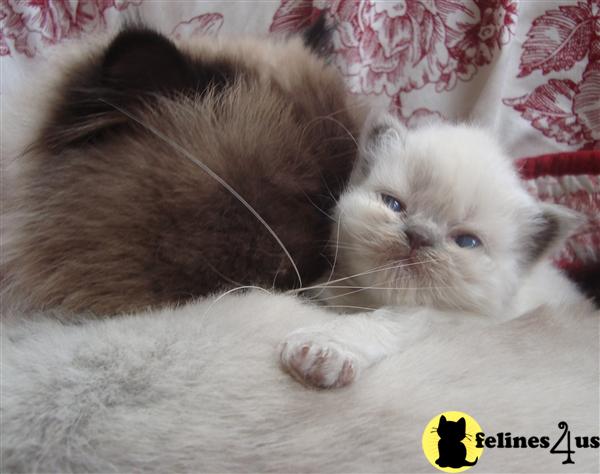 Kittens for Sale in New Jersey