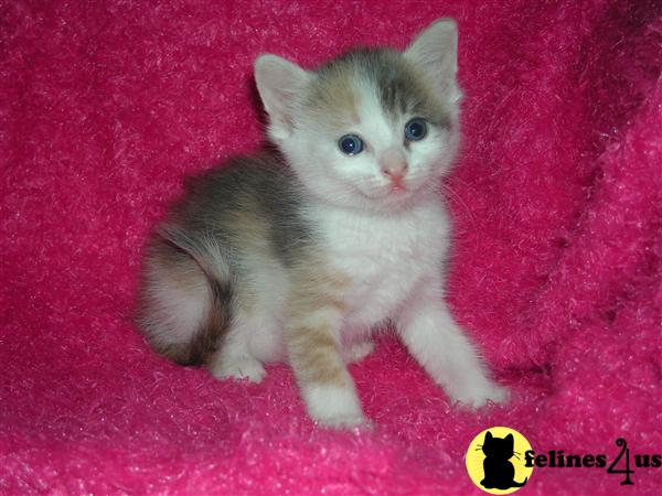 Kittens for Sale in California