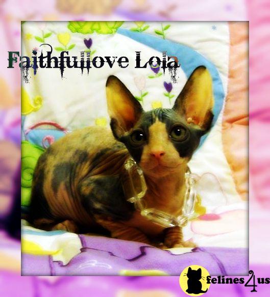 Hypoallergenic Cats