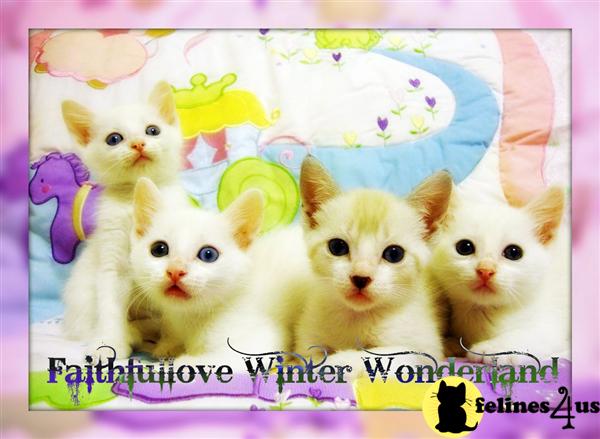 Kittens for Sale in Georgia