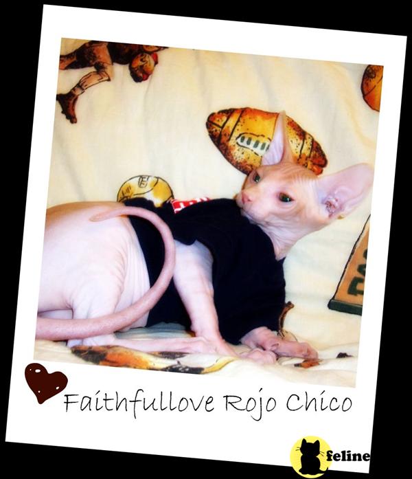Sweet Red Male Sphynx Kitten Ready Just In Time For The Holidays
