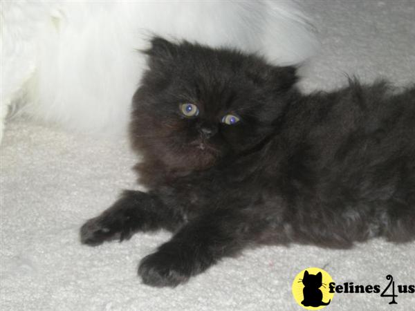 Kittens for Sale