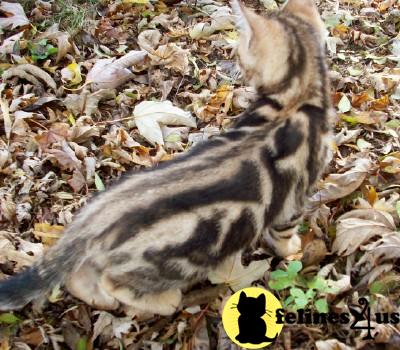 Exotic and FUN Bengal boys available