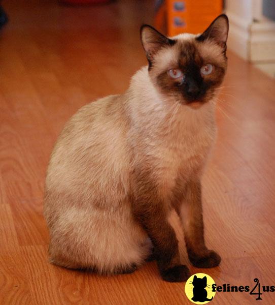 Cats for Sale