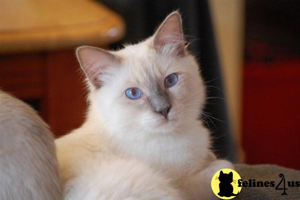 Siamese Kittens