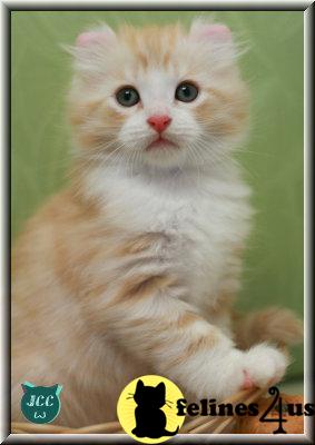 JCcurlcomet Cattery - CFA registered