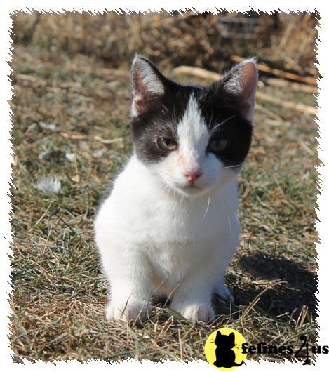 Kittens for Sale in South Dakota
