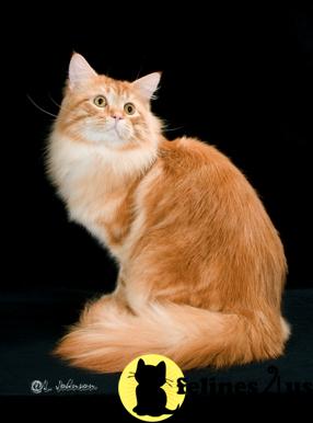 Maine Coon Kittens