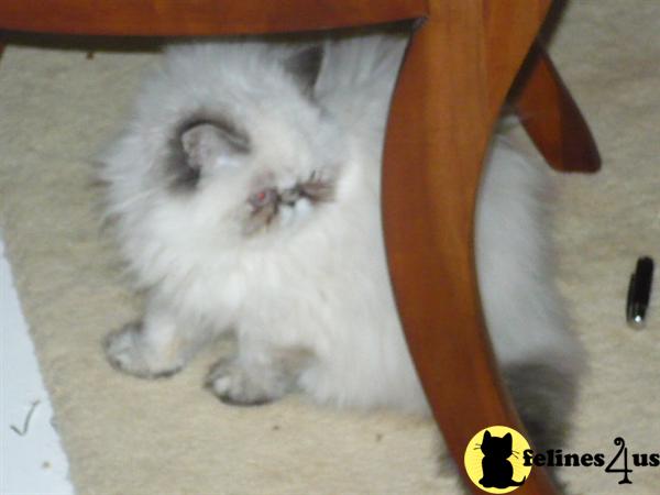Himalayan Kittens in Indiana