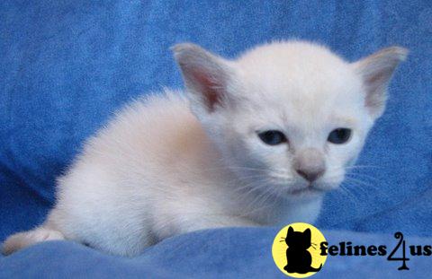 Tonkinese Kittens