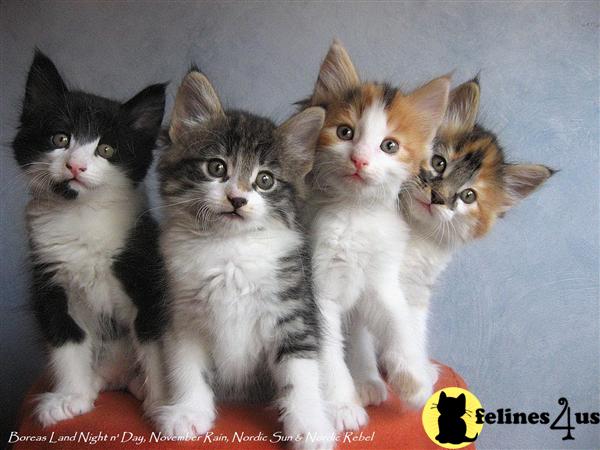 Norwegian Forest Cat