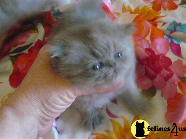 Persian Kittens
