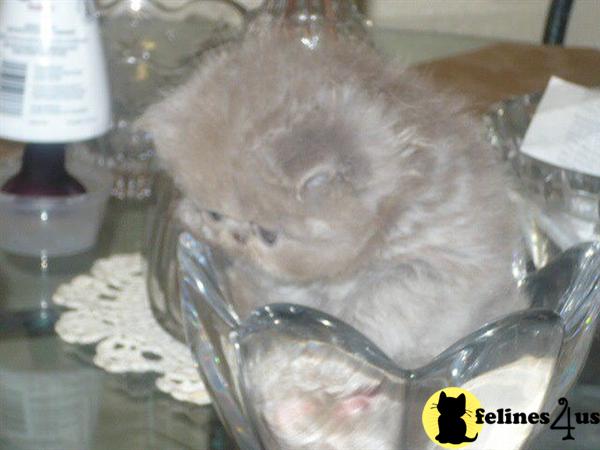 Persian Kittens