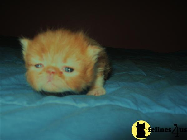 Kittens for Sale in Tennessee