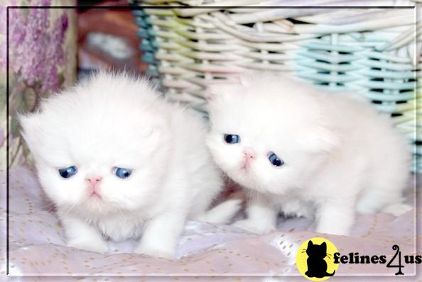 Kittens for Sale in Pennsylvania