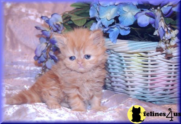 Kittens for Sale in Pennsylvania