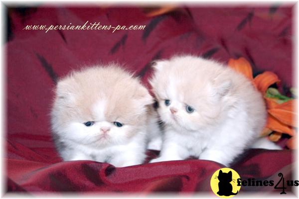 PA USA, Persian Kittens