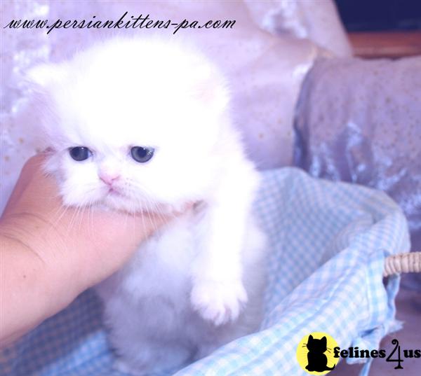 2 White Teacup Persian kittens