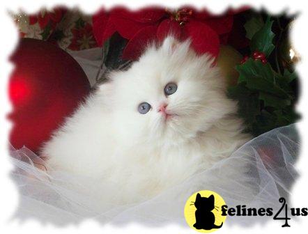 Kittens for Sale in Colorado