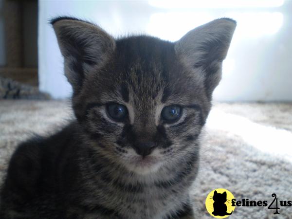Savannah Kittens